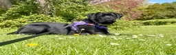 Cane Corso dogs for sale: Female Cane Corso  in Salisbury - Advert 2