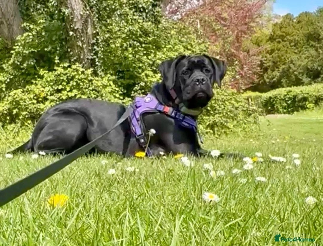 Cane Corso dogs for sale: Female Cane Corso  in Salisbury - Advert 2