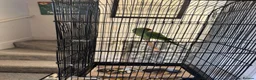 Ringnecks birds for sale: Green ringneck female parrot. - Advert 1