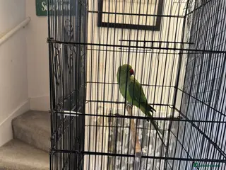 Ringnecks birds Green ringneck female parrot. - Advert 1
