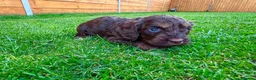 Cockapoo dogs for sale: Cockapoo Babies 🐾🐾🐾 - Advert 7