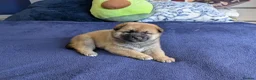 Japanese Shiba Inu dogs for sale: Lovely Shiba Inu Puppies, Ready for home late Aug in Corby - Advert 14