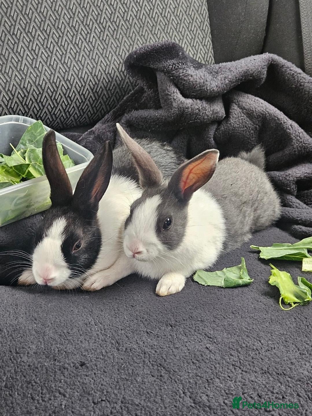 Mixed Breed rabbits 2x rabbits, hutch, covers, pen - Advert 1