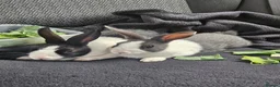 Mixed Breed rabbits for sale: 4x rabbits, hutch, covers, pen in Preston - Advert 3