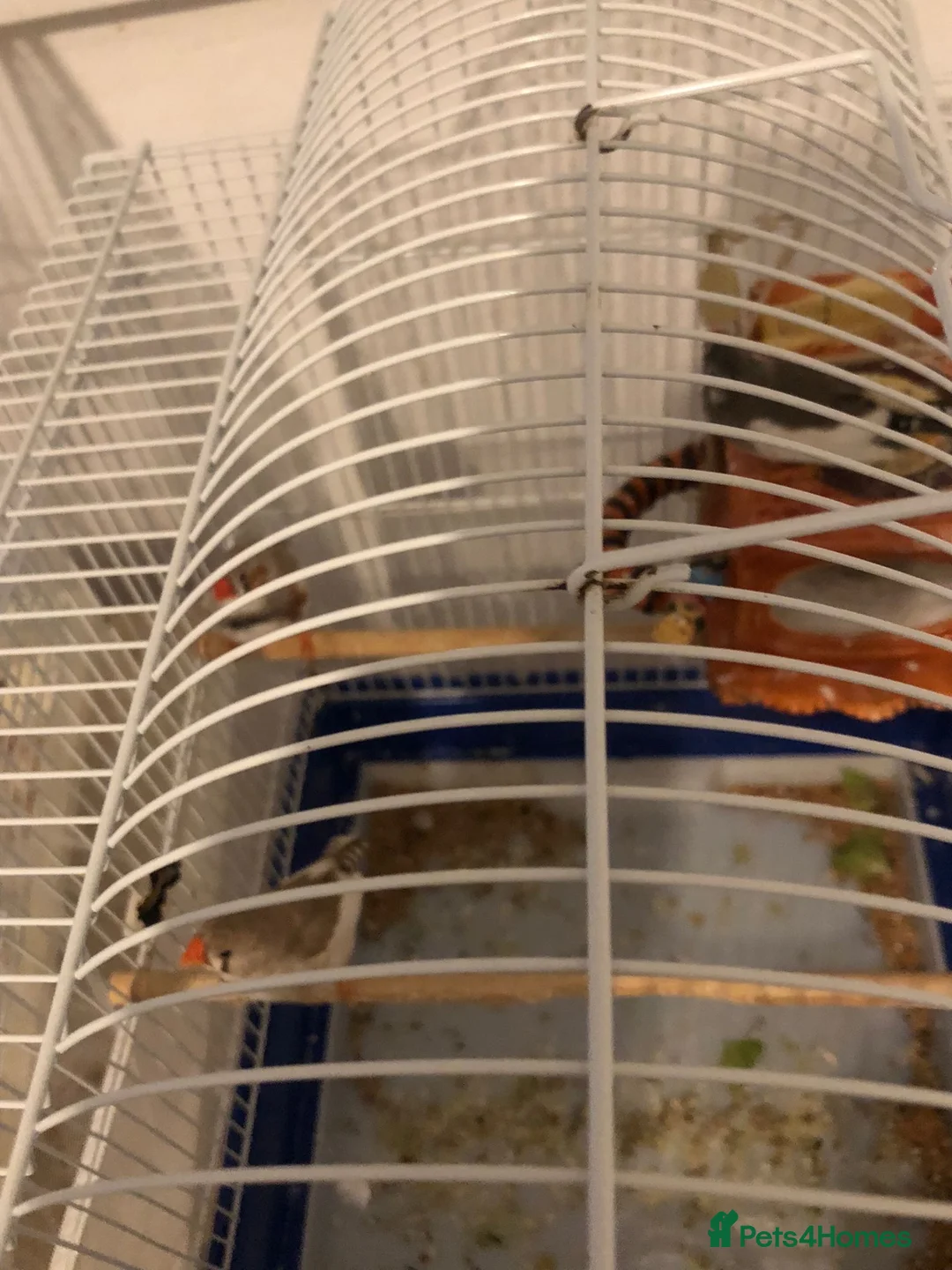 Finches birds for sale: Zebra finches in Cardiff - Advert 4