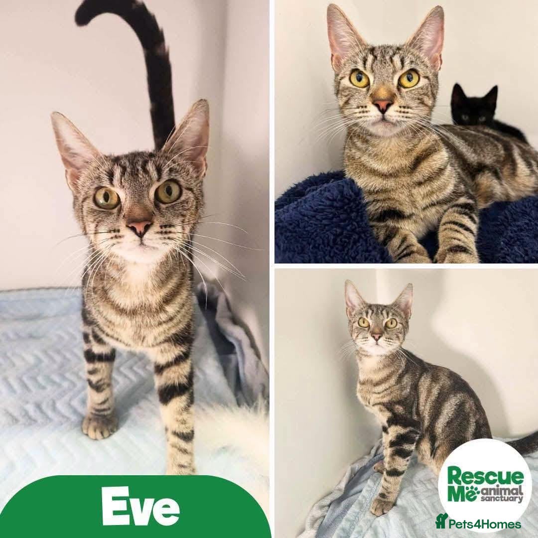Mixed Breed cats Eve - beautiful friendly girl - Advert 2
