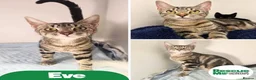 Mixed Breed cats for adoption: Eve - beautiful friendly girl - Advert 1