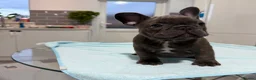 French Bulldog dogs for sale: French Bulldog puppies one girl and one boy - Advert 15