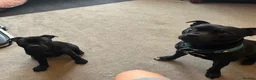 Staffordshire Bull Terrier dogs for sale: KC Registered Staffordshire Bull Terrier Pup - Advert 19