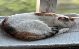 Mixed Breed cats for adoption: [Indoors only] Katzie - Cuddly and Playful girl! - Image 12