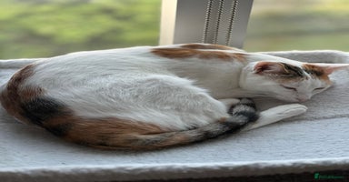 Mixed Breed cats - Advert 6