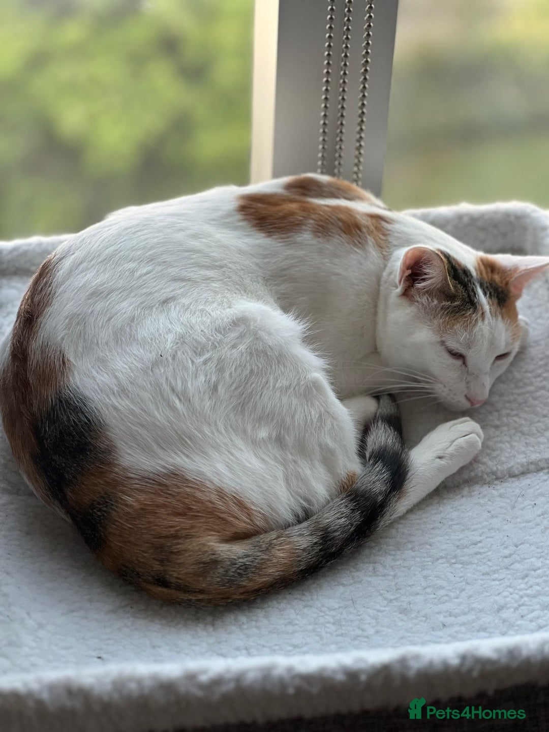 Mixed Breed cats for adoption: [Indoors only] Katzie - Cuddly and Playful girl! - Image 12