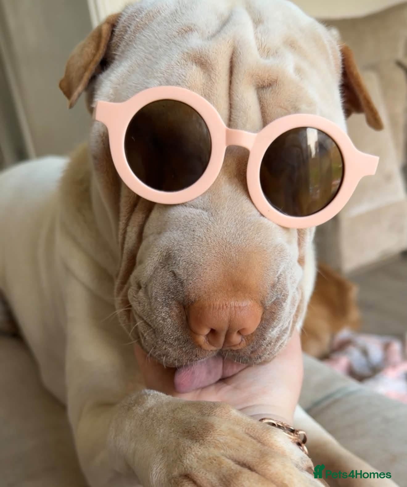 Shar Pei dogs Shar-pei - Advert 2