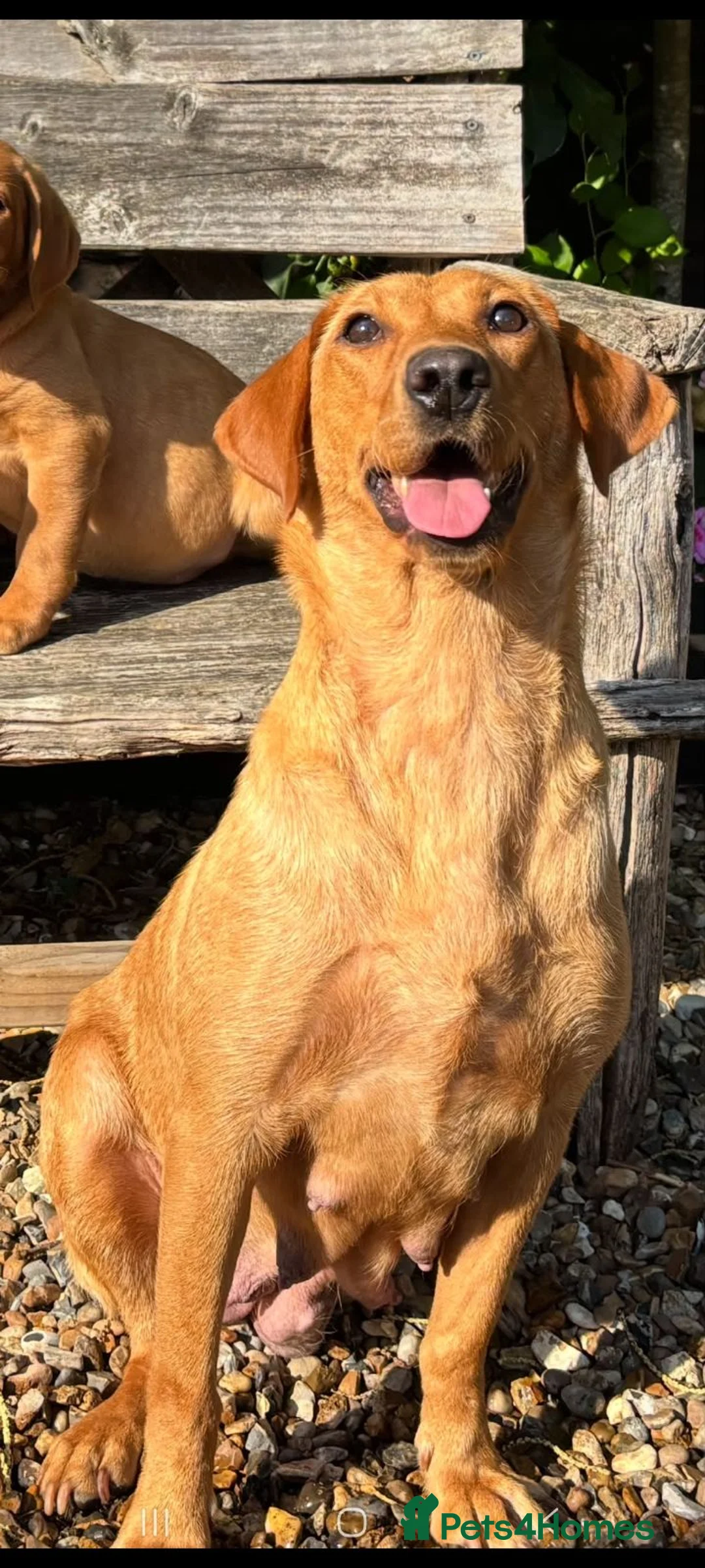 Labrador Retriever dogs for sale: Kc registered fox red labrador puppies - Advert 1