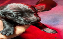 Mixed Breed dogs for sale: Cocker x beddlington terrier - Image 4