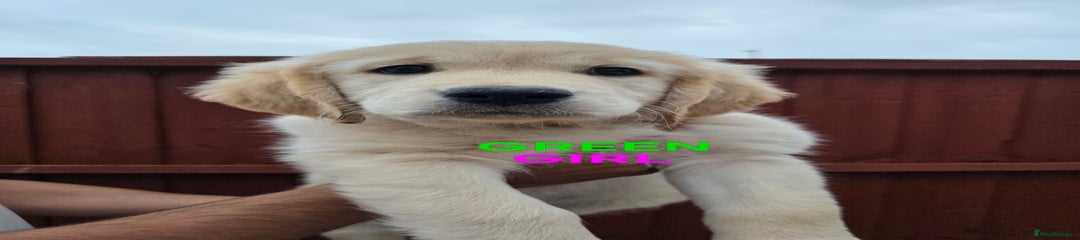 Golden Retriever Puppy 3