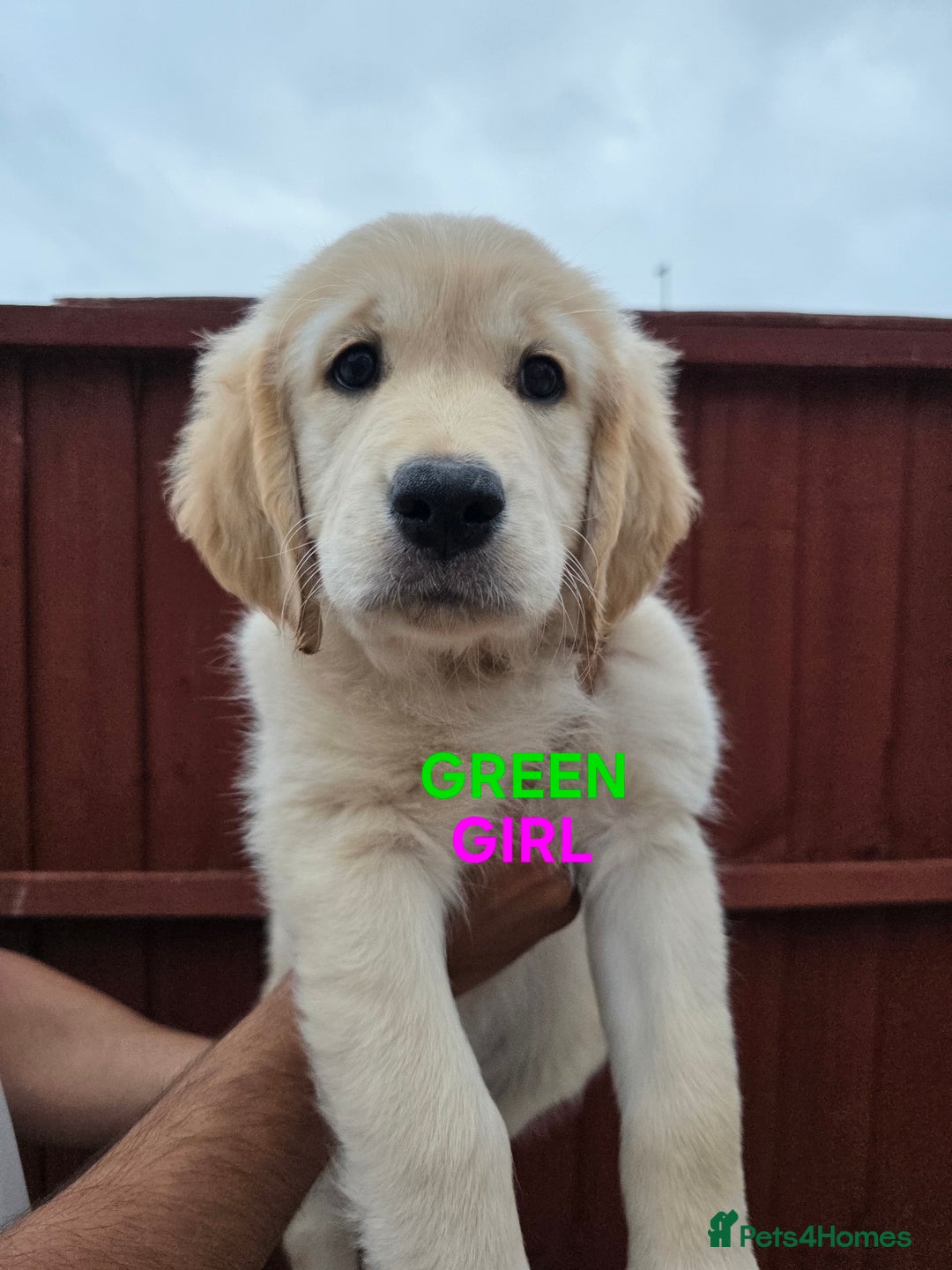 Golden Retriever dogs for sale: Offers Welcome - 2 Golden Retriever Pups Left in Leicester - Image 2