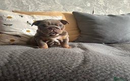 English Bulldog dogs for sale: Lilac and tan miniature female  - Image 9