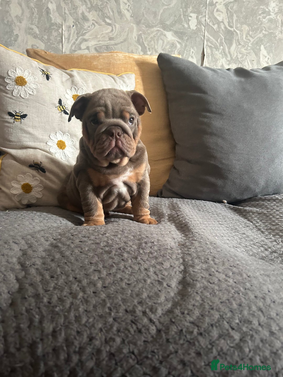 English Bulldog dogs for sale: Lilac and tan miniature female  - Image 9