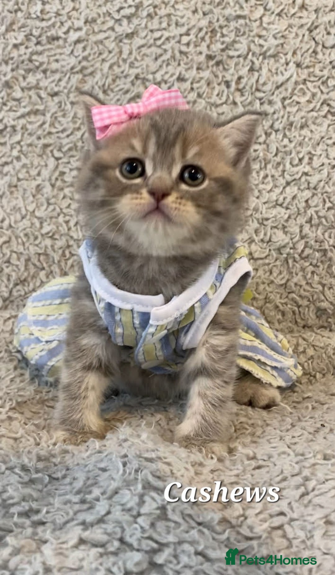 British Shorthair cats for sale: Left 1 boy only (British Shorthair) - Advert 19