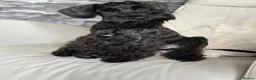 Cocker Spaniel dogs for sale: Gorgeous Schnocker puppies - Advert 22