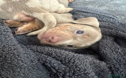 Miniature Dachshund dogs for sale: Adorable litter ready August 22nd ❤️❤️❤️💙  - Image 14