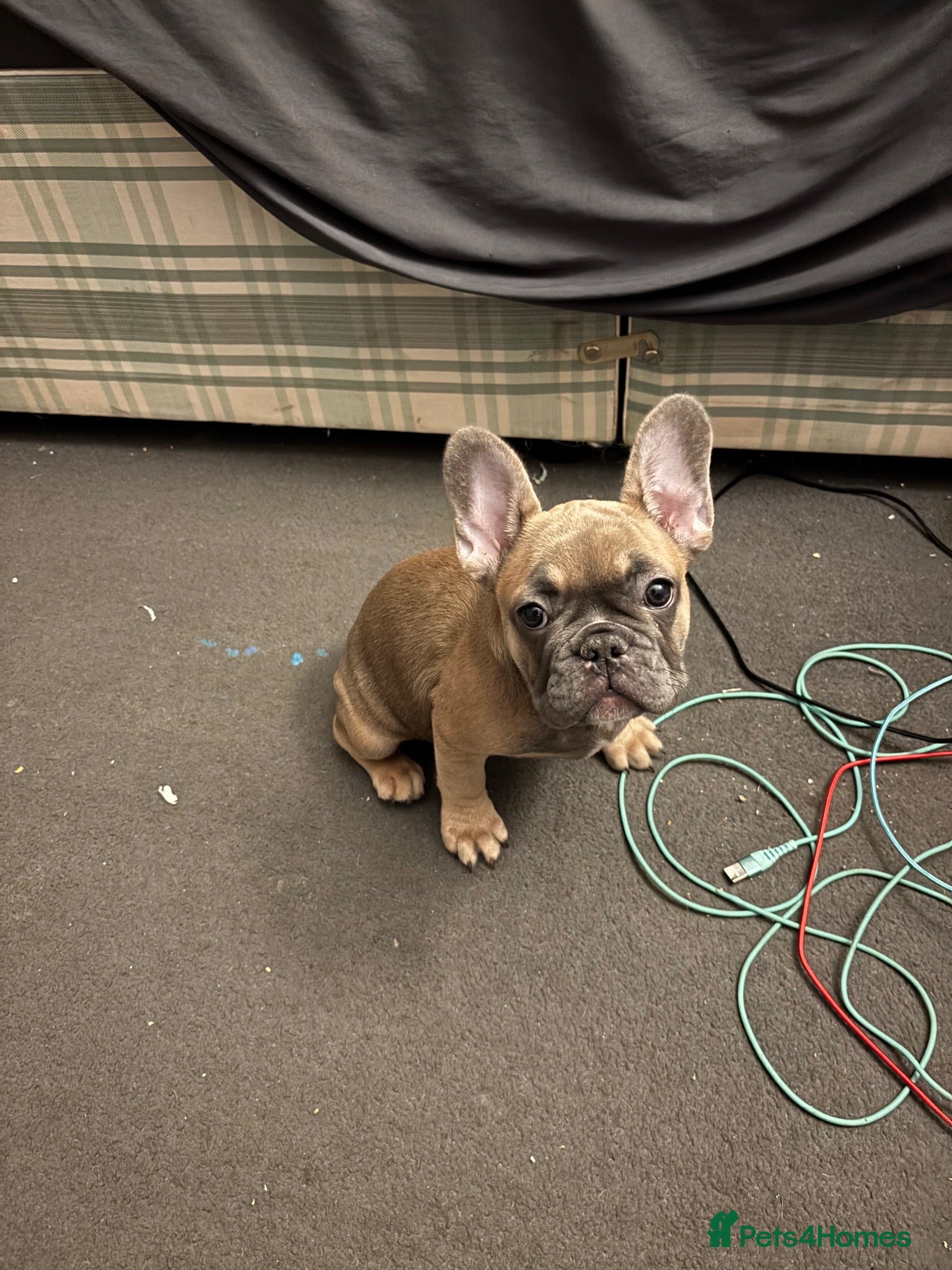 French Bulldog dogs REDUCED FOR FOREVER HOME - Advert 4