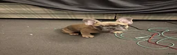 French Bulldog dogs for sale: Frenchie pups for sale - Advert 4
