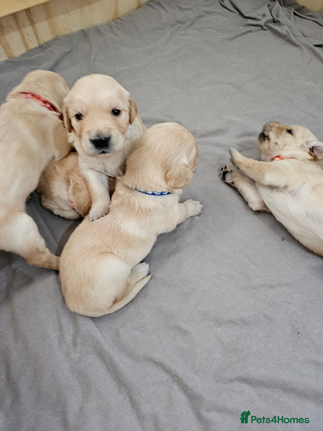Golden Retriever dogs for sale: Gorgeous KC registered golden retriever puppys - Image 4