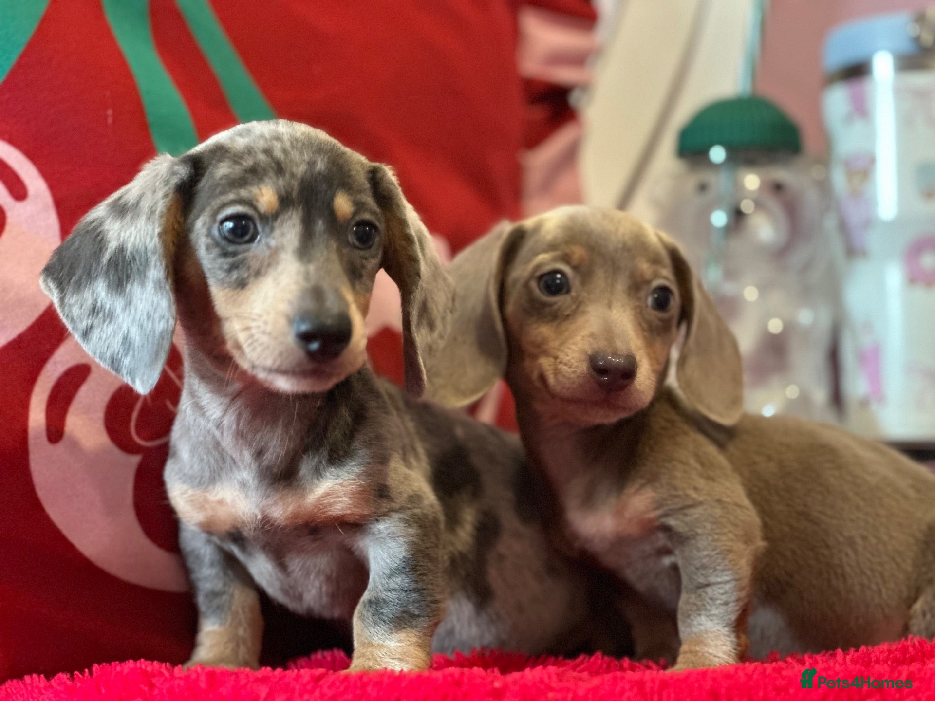 Miniature Dachshund dogs Mini dashaund puppy’s 10 weeks old  - Advert 3