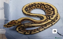Python Snake reptiles for sale: Royal Python Morphs Females  - Image 2