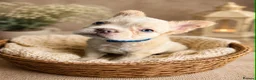 French Bulldog dogs for sale: Full fluffy French bulldogs - Advert 2