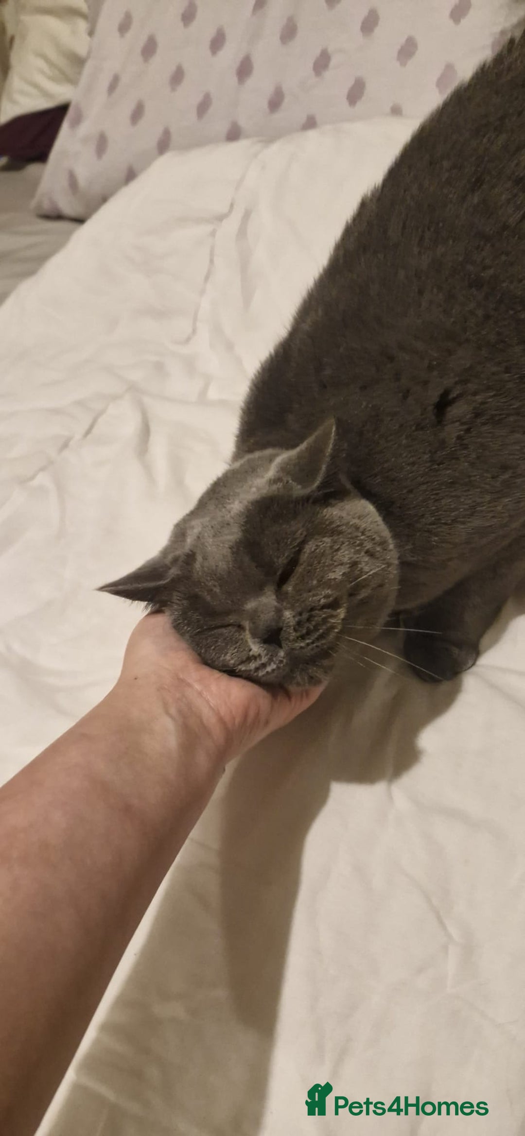 British Shorthair cats for sale: Beautiful British blue girl - Advert 7