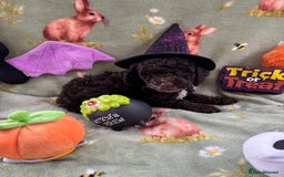 Cockapoo dogs for sale: PRA clear F1b Cockapoo puppies  - Image 24