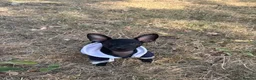 Russian Toy Terrier dogs for sale: Only male russian toy terrier puppy for sale - Advert 8