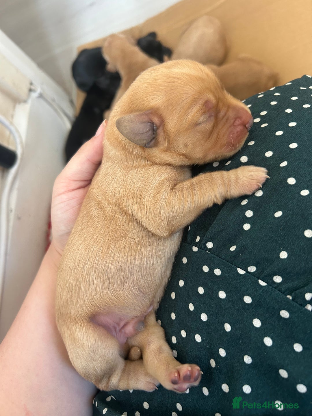 Springador dogs for sale: 3/4 Labrador (Springador x Labrador) Pups for Sale - Image 19