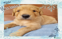 Australian Labradoodle dogs for sale: Stunning red F1b Australian Labradoodle puppies  - Image 22