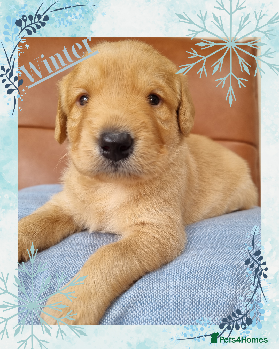Australian Labradoodle dogs for sale: Stunning red F1b Australian Labradoodle puppies  - Image 22