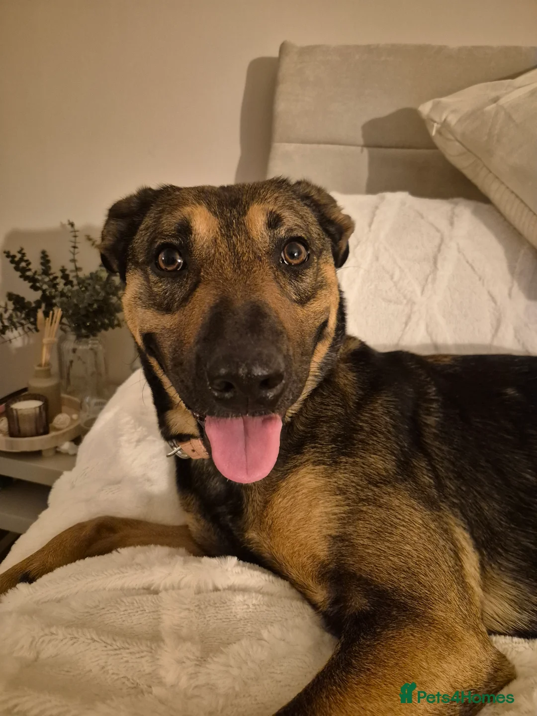 Mixed Breed dogs for sale: Belgium shepherd dog  - Advert 2