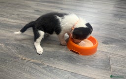 Border Collie dogs for sale: Border collie pups - Image 35