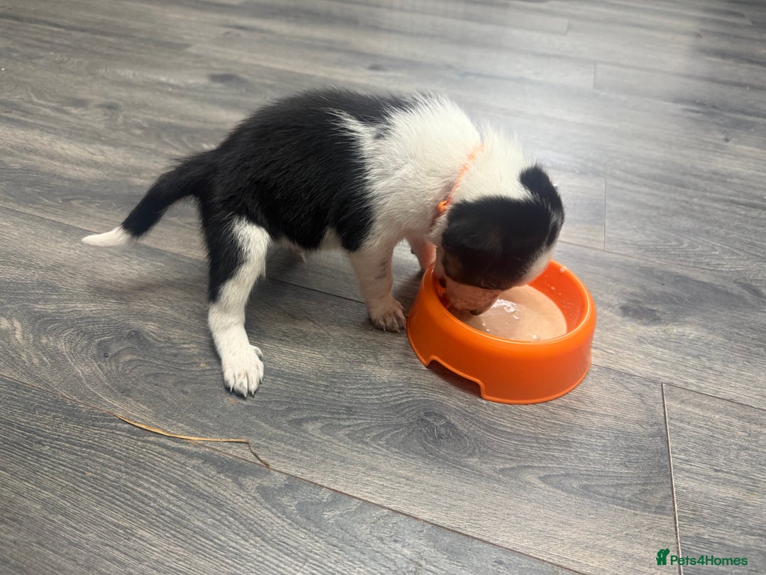 Border Collie dogs for sale: Border collie pups - Image 35