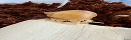 Snails invertebrates for sale: Albino African Land Snail Babies  in Bristol - Advert 4