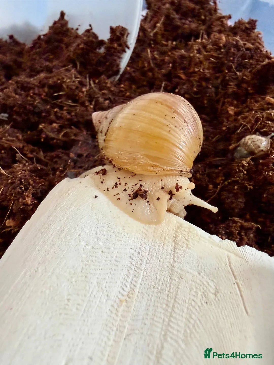 Snails invertebrates for sale: Albino African Land Snail Babies  in Bristol - Advert 4
