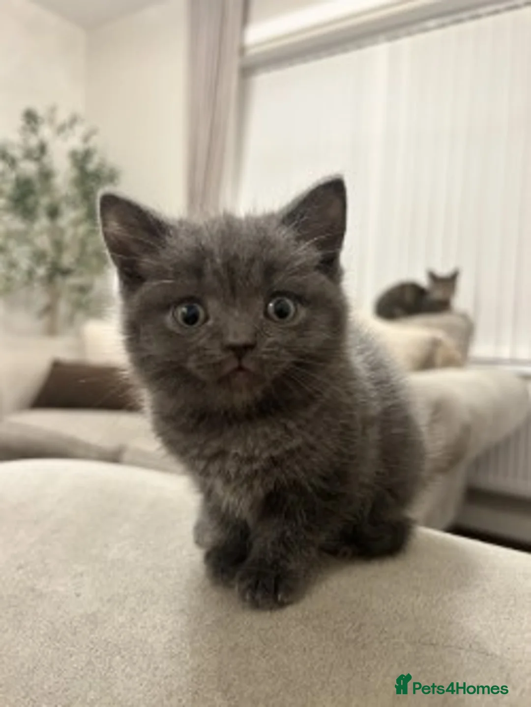 Mixed Breed cats for sale: Gorgeous Kittens Ready for Their New Homes - Advert 3