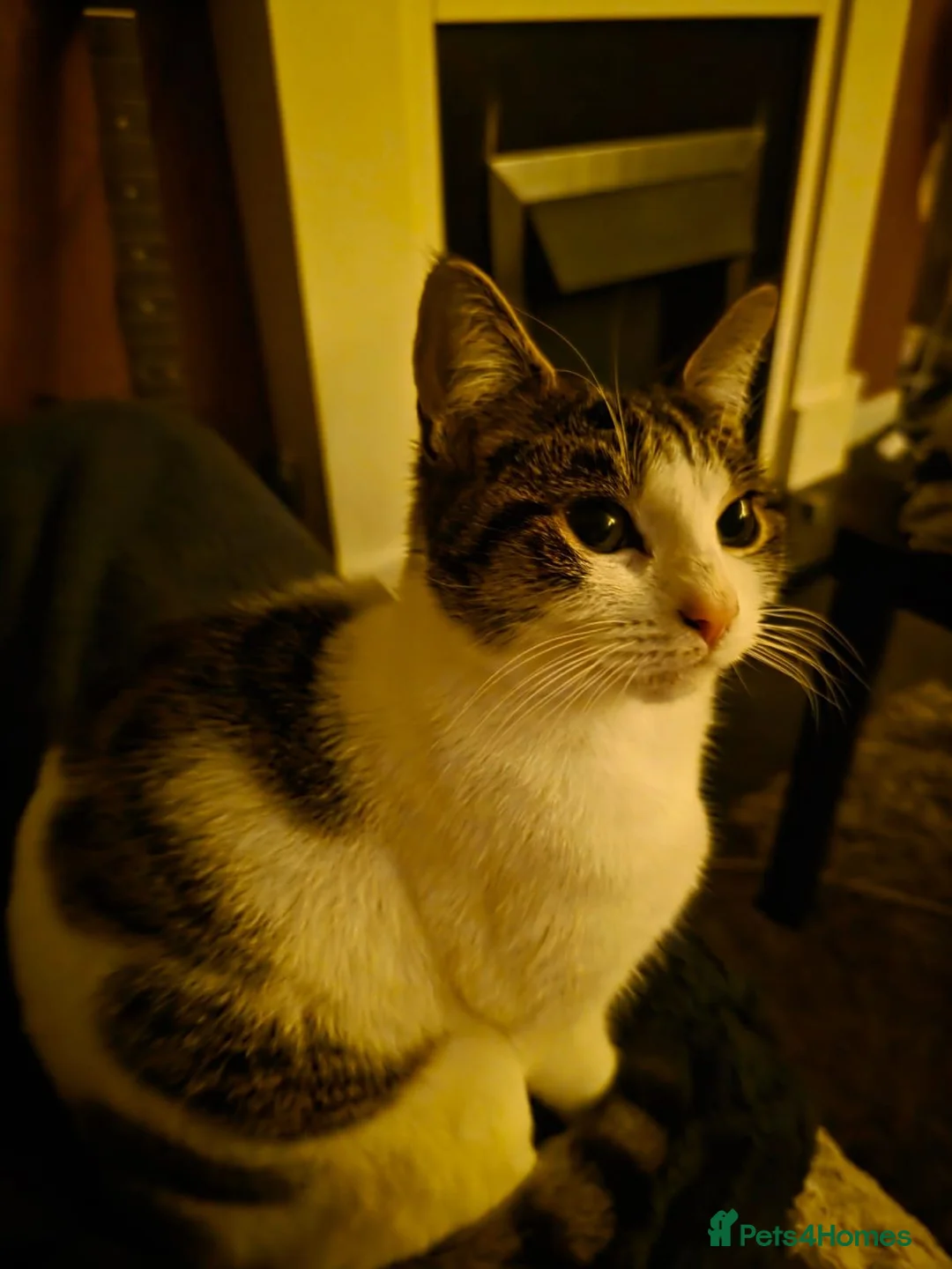 Mixed Breed cats for sale: Narla  - Advert 1