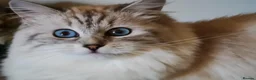 Siberian cats for sale: Pure Siberian GCCF+TICA - Advert 2