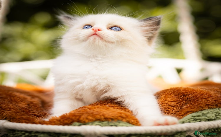 Ragdoll cats - Advert 3