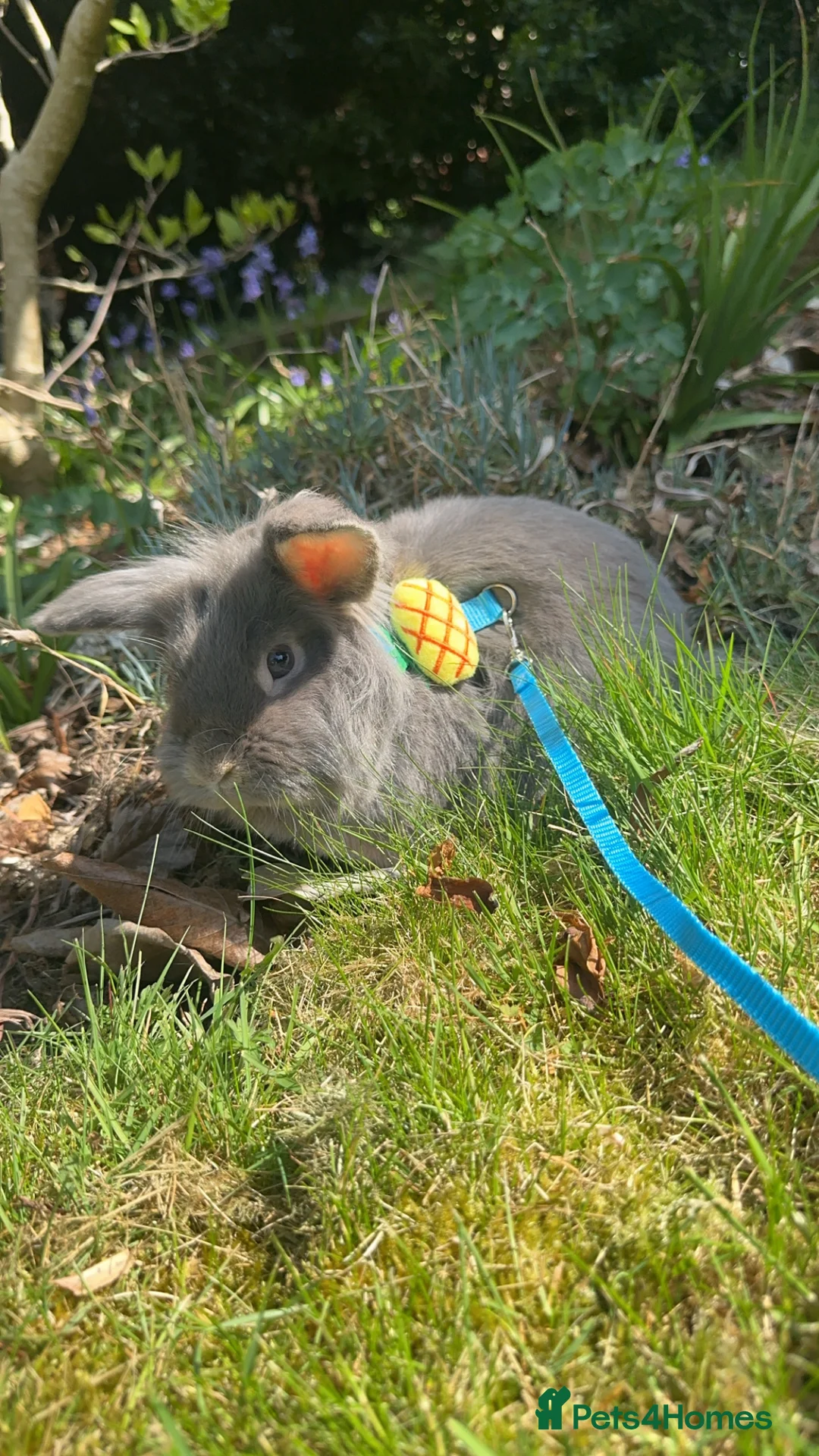 Mixed Breed rabbits for sale: Male grey/blue rabbit  - Advert 3