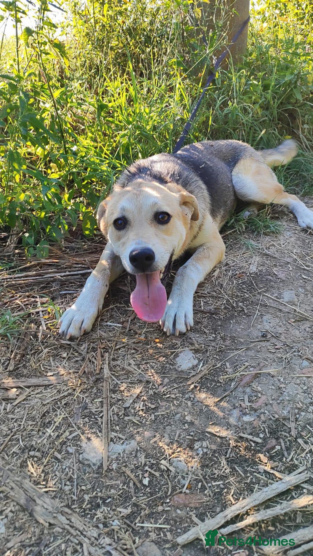 Mixed Breed dogs for adoption: Clara, 1.5 yrs approx. Available for adoption. - Advert 8