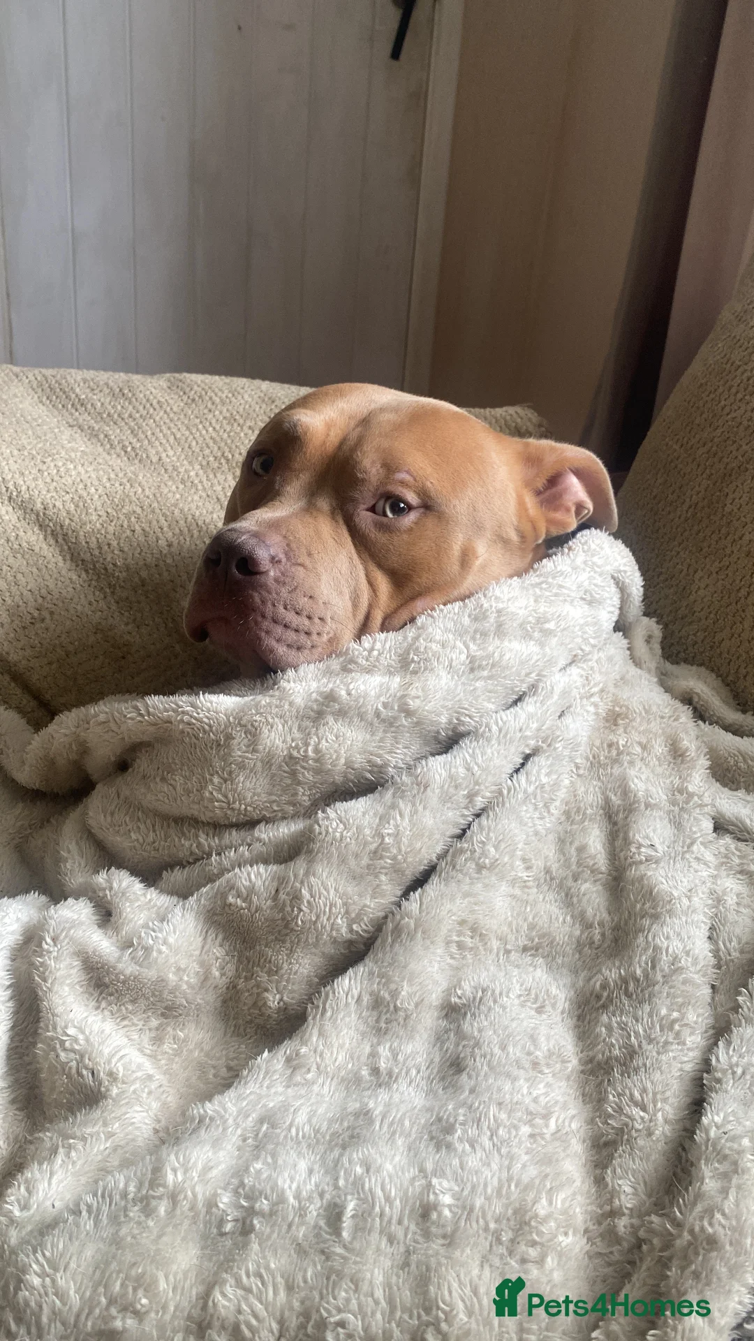 American Bulldog dogs for sale: Standard American bulldog - Advert 3